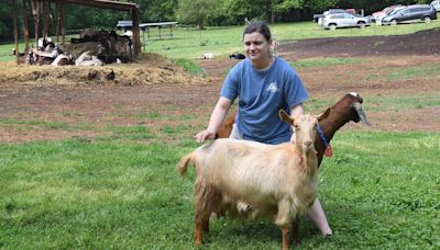 Ohio has goats descended from a rare royal English breed. Here's what to know