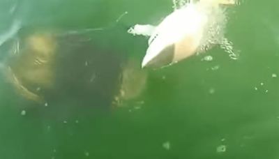 Goliath Grouper Swallows Blacktip Shark In One Bite Off Florida Coast