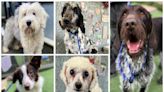 The 5 dogs looking for forever homes at Many Tears Animal Rescue