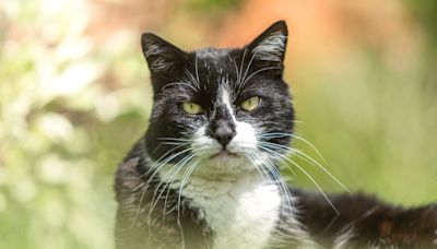 Rescue Cat's Confused Face While Getting First-Time Kisses Is a True Mood