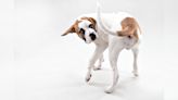 Why do dogs chase their tails?