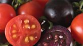 【食力】真正的基改紫色番茄來了！耗時15年 美國農業部終於批准販售 2023年將正式問世