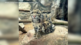 Pittsburgh-area petting zoo welcomes clouded leopard named Squeaks