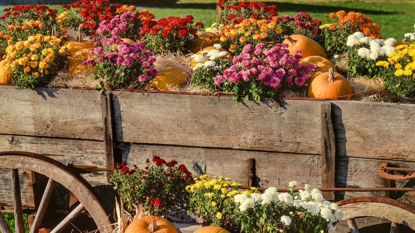 Plant These Fall Flowers for an Explosion of Autumn Color