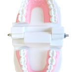 【晴晴百寶盒】牙齒模型(無牙縫) 保母證照專用  保母 保姆娃娃術科考試練習 兒童口腔護理 N052