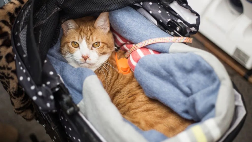 Paralyzed Cat Looking for Cuddles up for Adoption in Texas