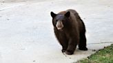 Bear Chases Dog & Woman Down Driveway in Minnesota