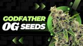 Godfather OG Seeds: Effects, Potency, Flavor + Growing Tips