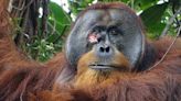 Orangutan observed self-medicating to heal a wound