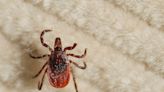 Maine Confirms Fatal Powassan Virus Case. What to Know About the Rare Disease
