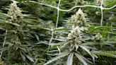 Ohio Issue 2 on legalizing recreational marijuana: What to know