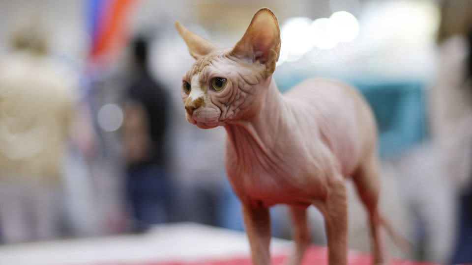 This popular cat breed has a much shorter lifespan than others, new research shows