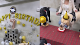 警犬福星即將退休 7歲生日趴玩氣球「蛋糕大口吞」