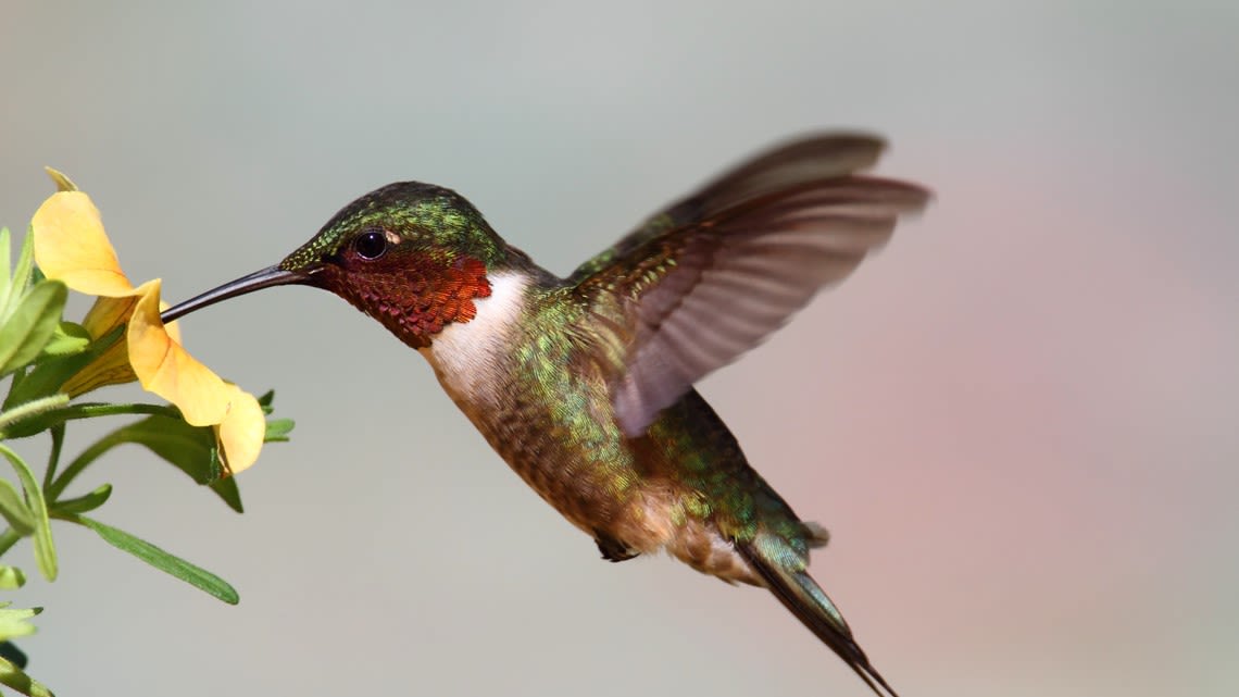 Hummingbirds make their way north in spring migration