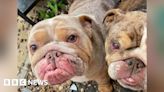 Bulldogs 'dumped like rubbish' in Rotherham wood - pet charity