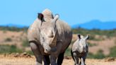 Scientists are spiking rhino horns with radioactive poison to thwart poachers