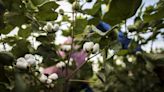 Major Indian Group Can Resume Organic Cotton Certification