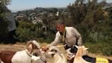 L.A. confiscated his goats. He went to war with Animal Services to get them back