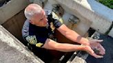 Palmer Twp. police rescue baby goose from storm drain