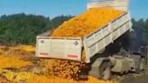 El impresionante video viral en el que se tiran a la basura más de 8.000 kilos de mandarinas: “El poder adquisitivo se desplomó”