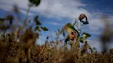 Farmers struggle in Argentina as drought withers their crops