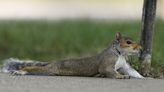 Pooping, splooting, spitting: How wild animals beat the heat