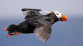 The Great Puffin Watch is returning to Cannon Beach