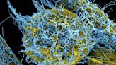 Científicos chinos crean un nuevo virus mutante altamente mortal