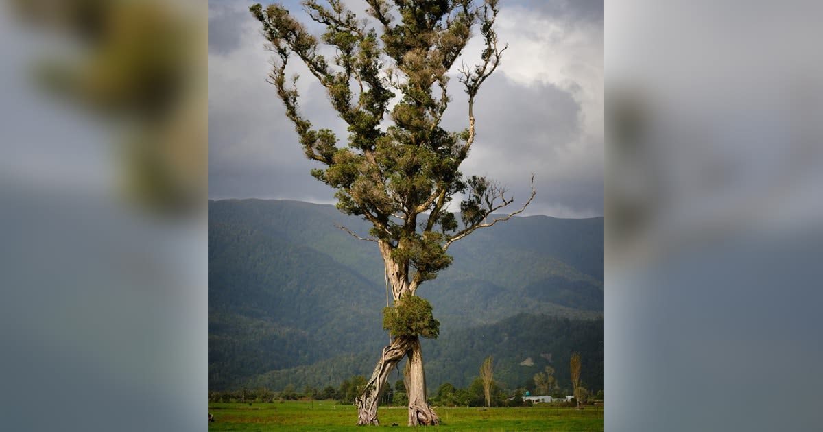 “Walking” Tree That Looks Like a ‘Lord of the Rings’ Creature Wins the New Zealand Tree of the Year Contest