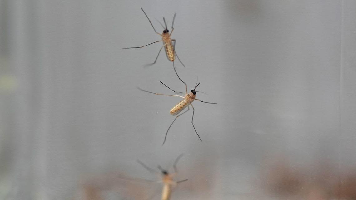 Connecticut mosquito monitoring program is testing for mosquito-borne viral diseases