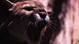 Aptos High School under shelter-in-place after mountain lion sighting