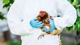 Confirman en Michigan un segundo caso de gripe aviar en humanos - La Opinión