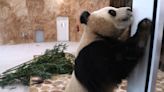China gifted Qatar two giant pandas ahead of World Cup, but animal rights activists call the gesture 'disrespectful' and 'out of touch'