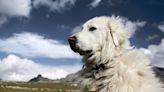 The Best Breeds To Be Homestead Guard Dogs