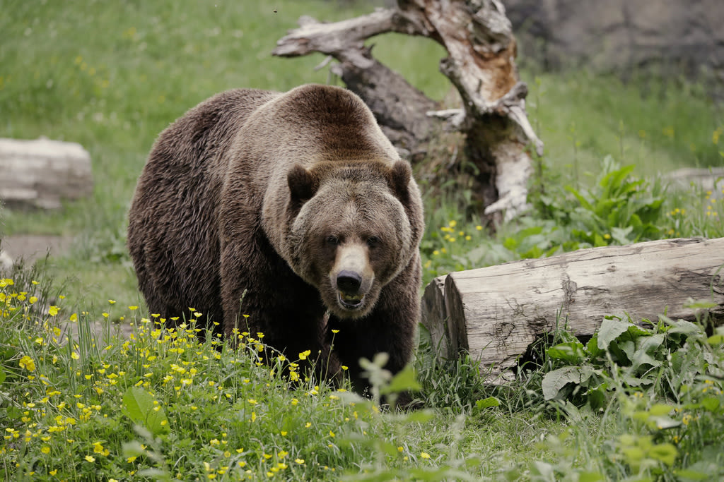 A man kills a grizzly bear in Montana after it attacks while he is picking berries