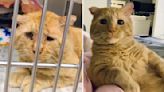 Mr. Willis, A Sickly Senior Cat, Gets Adopted And Is Transformed