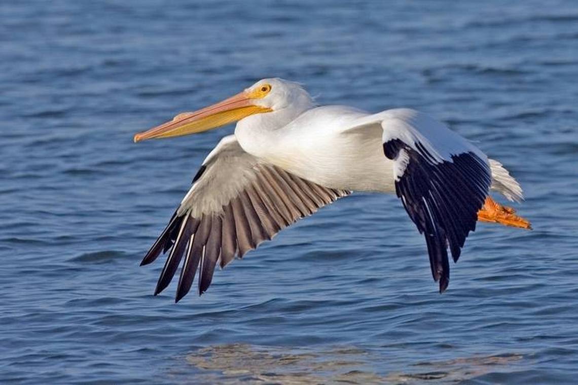 Pelicans return to breed on island in Utah for the first time since 1943. Why?