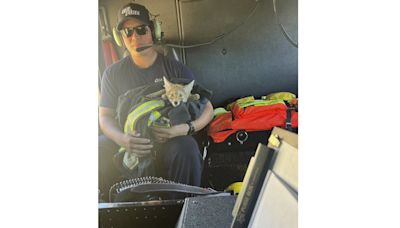 California firefighters rescue dehydrated coyote pup without a mom