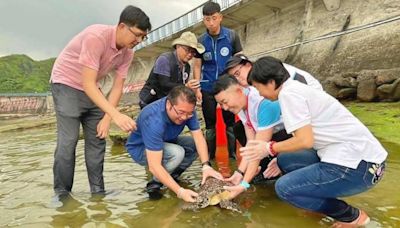 釣到一隻擱淺玳瑁！海龜救傷站悉心照顧12天 基隆動保所成功野放牠