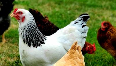 Maryland poultry farmers urged to practice bird-flu security during fall migration