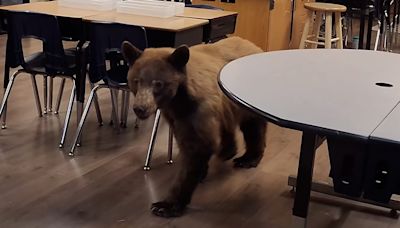 Watch as mischievous bear breaks into classroom and nearly steals the teacher's lunch