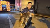 葵翠邨單位濃煙湧出 多隻寵物死亡約220人疏散