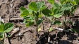 New-crop soybeans notch rare losing streak to start US growing season