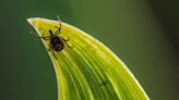 Best way to kill ticks in your yard – 5 effective methods to stop an infestation