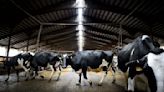 First case of bird flu detected in Minnesota dairy cows
