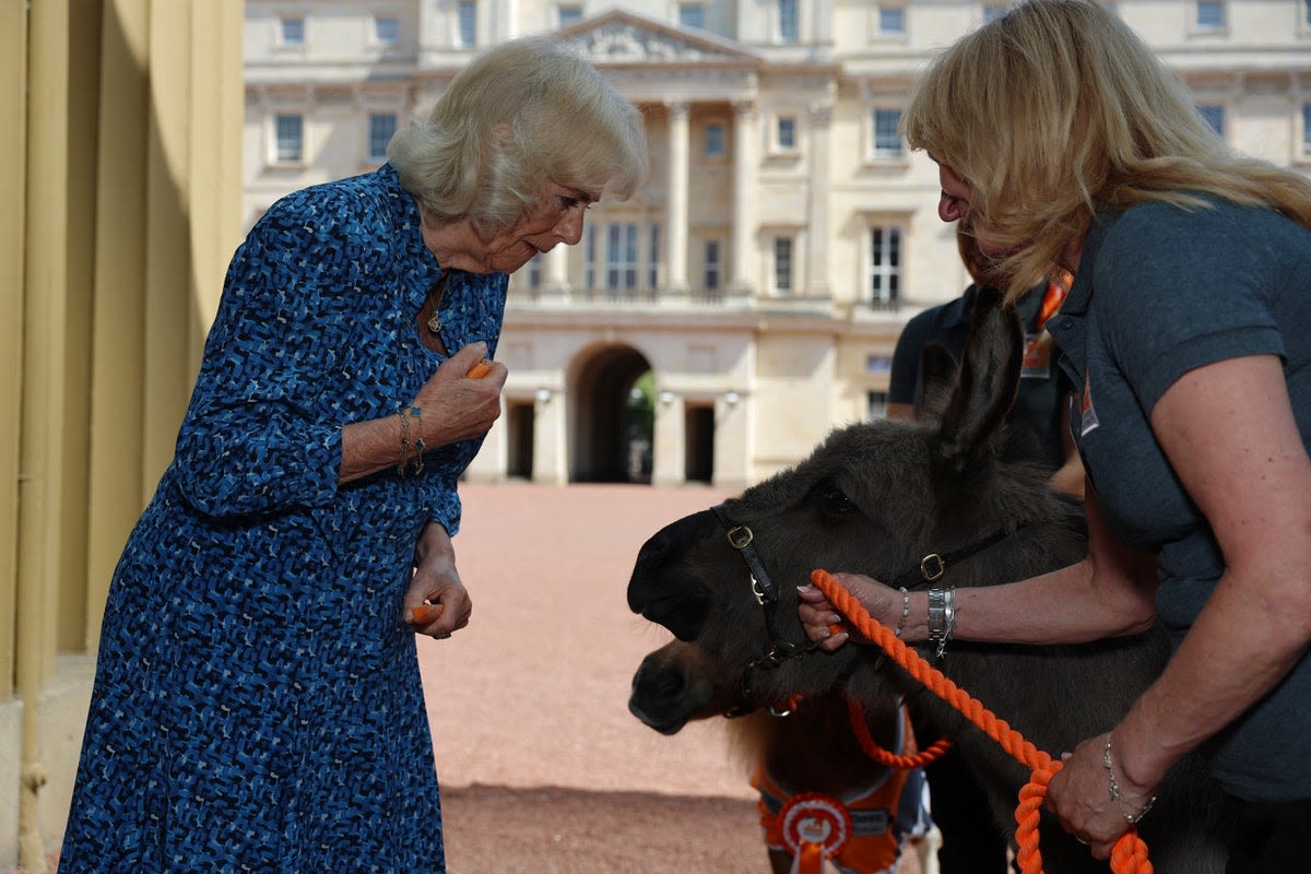 Queen Camilla feeds donkeys and horses at Buckingham Palace reception