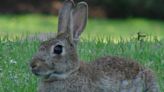 Liebres vs conejos, ¿qué diferencias existen entre los dos animales?