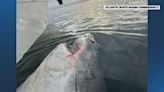 2,600-pound great white shark returns to Massachusetts after lengthy voyage