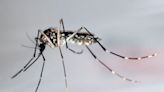 WHO alarmiert wegen hoher Zahl von Dengue-Fällen
