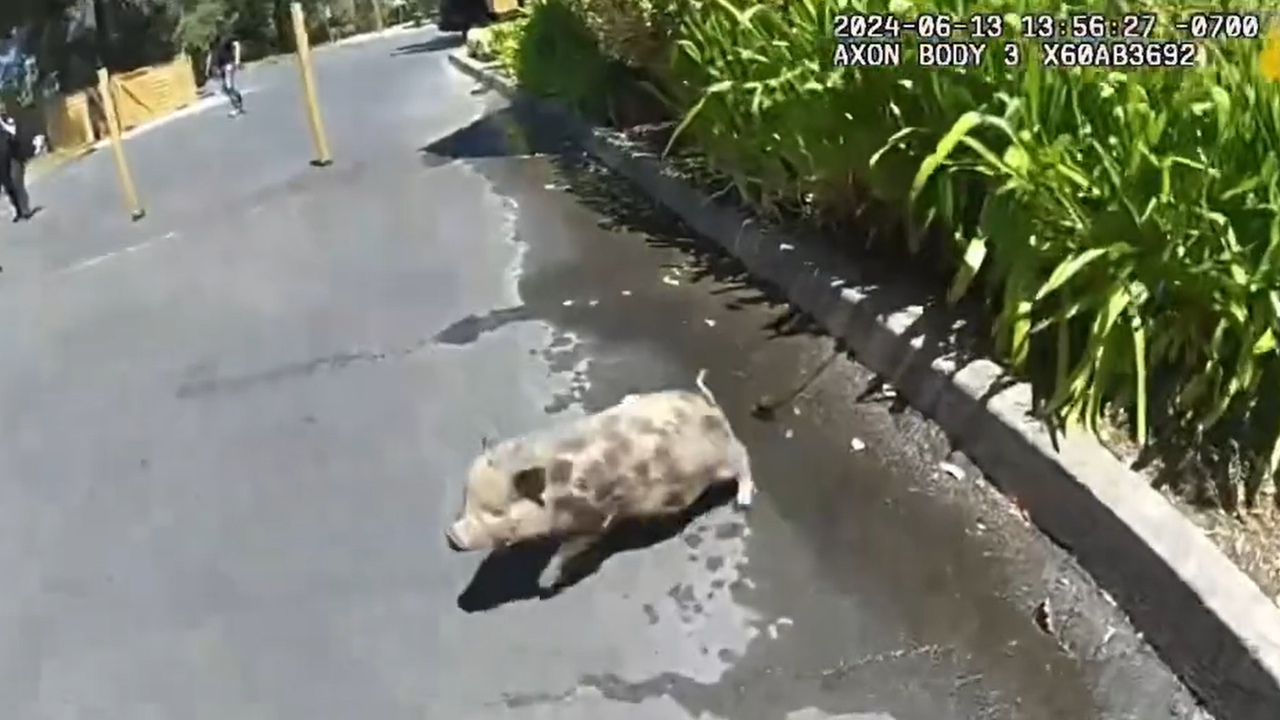 Baby pig runs on the loose through Sebastopol streets